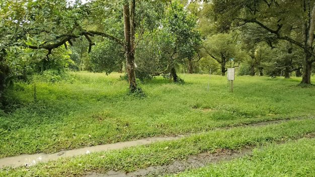 Tanah Dusun Mantin