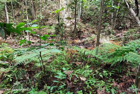 Tanah Batang Kali Kuala Kubu Baru
