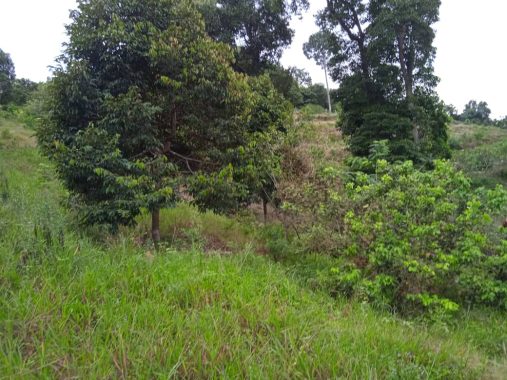 Tanah Sungkak Ulu Muar