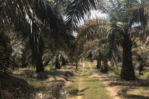 Tanah Hulu Ijok Selama Perak