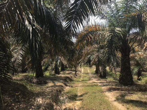 Tanah Hulu Ijok Selama