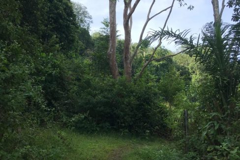 Tanah Pertanian Simpor Kuala Muda