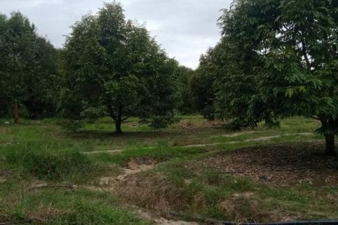 Tanah Kebun Durian Gali Raub