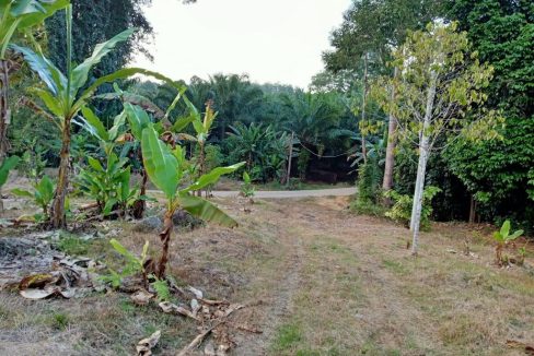 Durian orchard Jeram Besu Raub