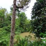 Tanah Dusun Kemensah Ulu Kelang