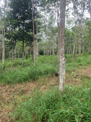 Bandar Kechau Kuala Lipis