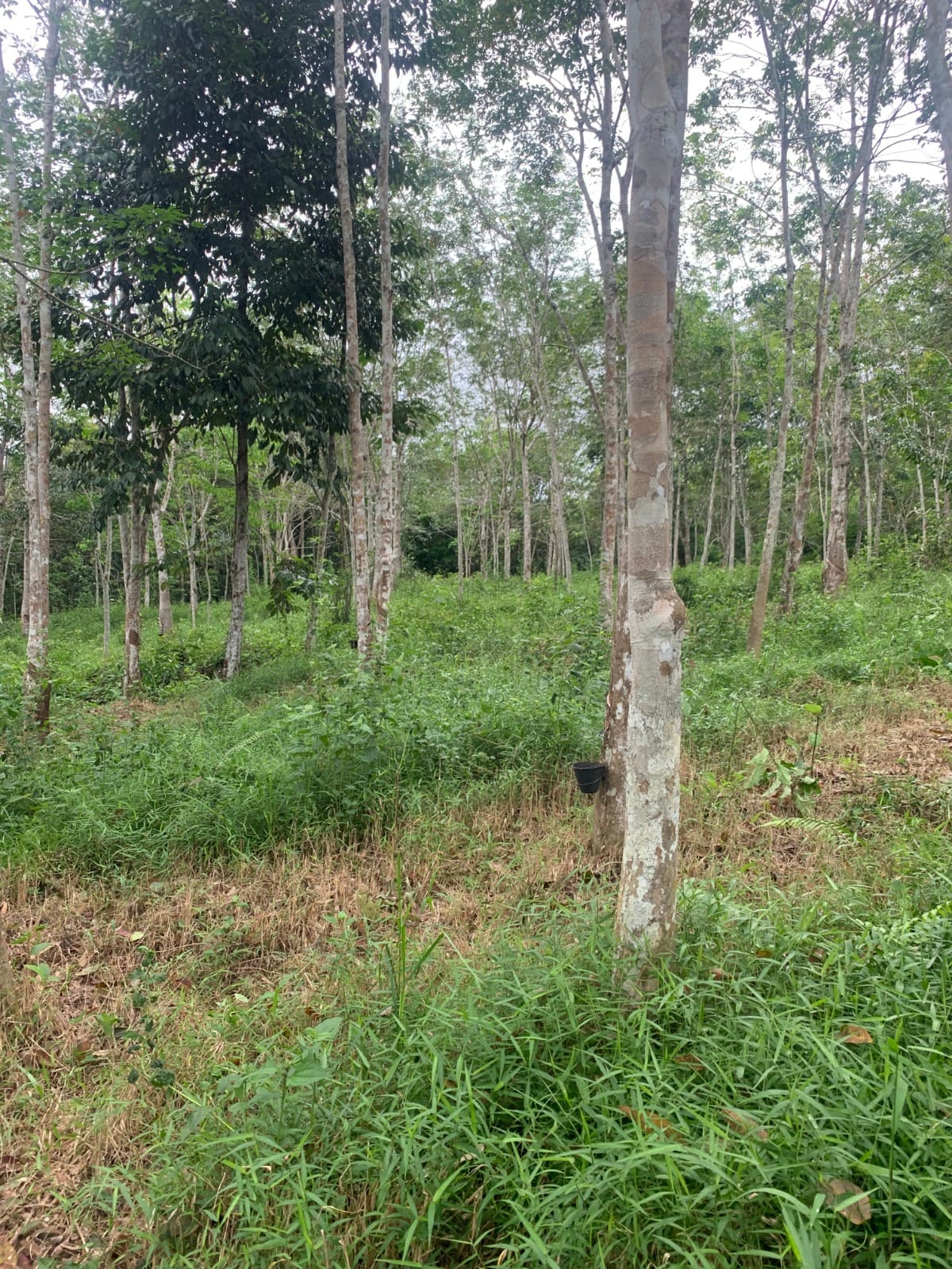 Tanah kampung Bandar Kechau Kuala Lipis