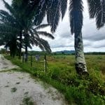 Tanah Pertanian Gunung Semanggol Kerian