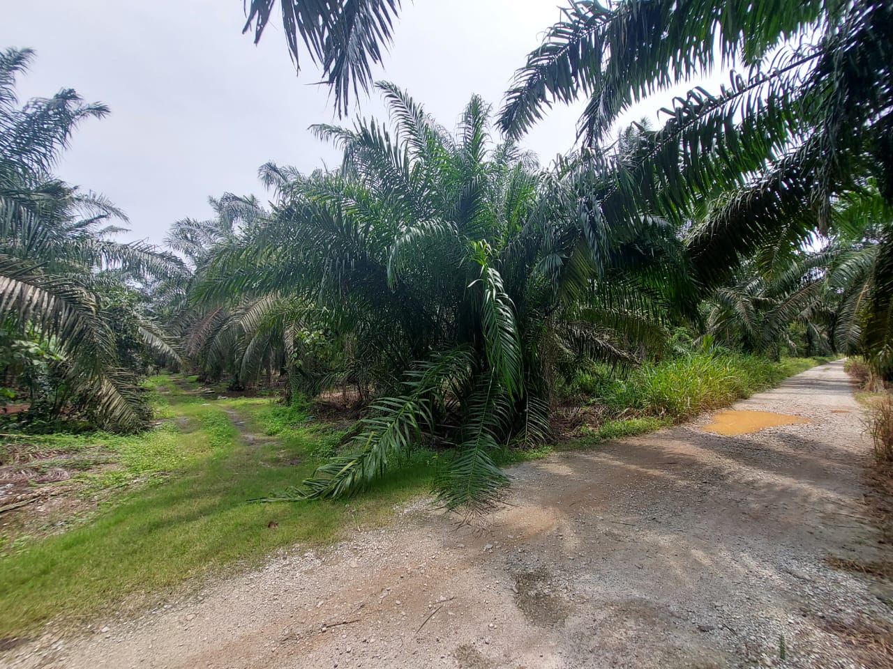 Tanah Sungai Blankan Ulu Teris Sungai Pelek