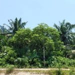 Agriculture land Pasir Panjang Linggi Port Diskson