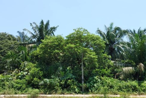 Agriculture land Pasir Panjang Linggi Port Diskson