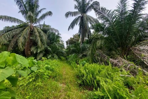 Agriculture land Bukit Gagak Tanjung