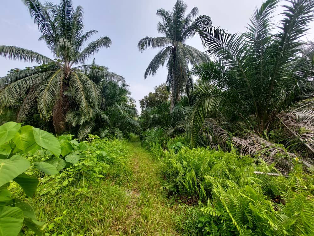 Agriculture land Bukit Gagak Tanjung Dua