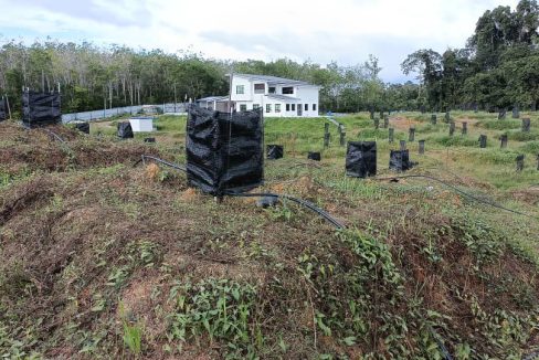 Tanah Batu Talam Raub Pahang