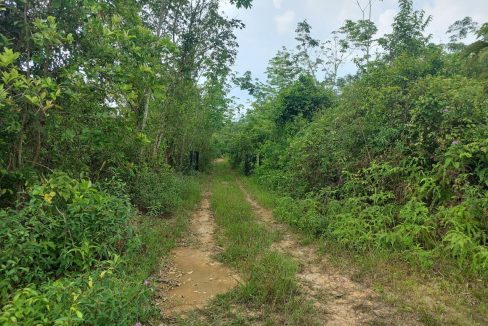 Tanah Kebun Nerasau Rembau Negeri Sembilan