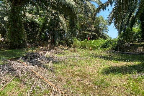 Tanah Sawit Kampung Jimah Port Dickson