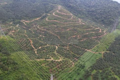 Tanah Sawit Dangi Johol Negeri Sembilan