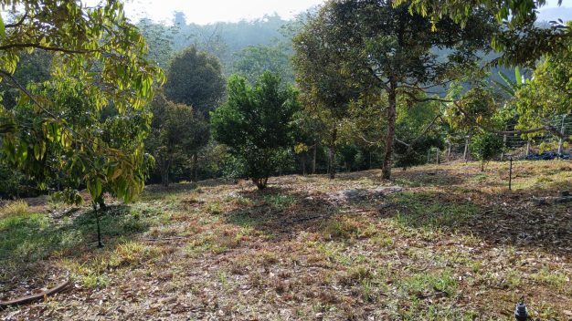 Dusun Jelebu Negeri Sembilan