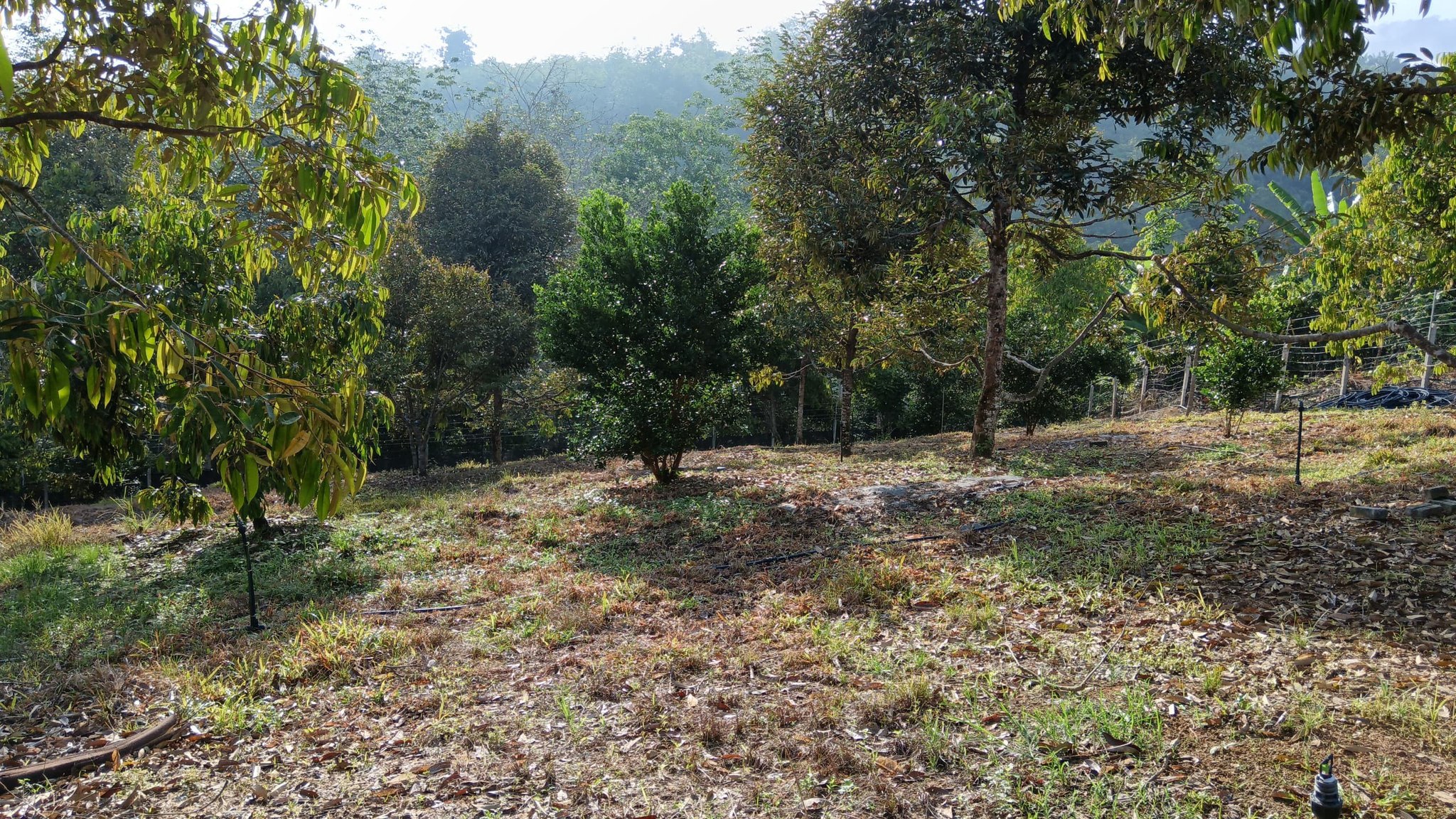 Dusun Durian Jelebu Negeri Sembilan