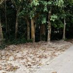 Tanah Pertanian Juasseh Kuala Pilah Negeri Sembilan