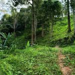 Tanah dusun Kampung Chenor Peradong Jelebu Negeri Sembilan