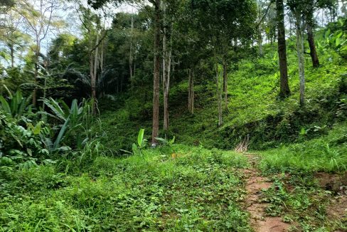 Tanah dusun Kampung Chenor Peradong Jelebu Negeri Sembilan