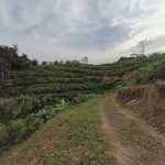 Tanah Kampung Renal Jelebu Negeri Sembilan