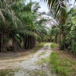 Tanah Bukit Repah Batu Kikir Negeri Sembilan