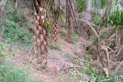 Tanah sawit Simpang Gelami Peradong Jelebu Negeri Sembilan