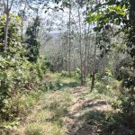 Tanah Ulu Muar Kuala Pilah Negeri Sembilan