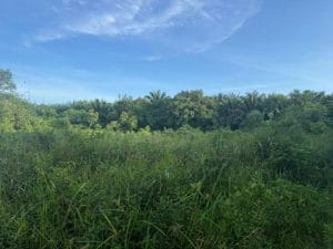 Agriculture land Sungai Bioh