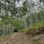 Tanah Pertanian Simpang Pertang Jelebu Negeri Sembilan