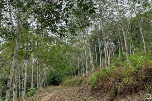 Tanah Pertanian Simpang Pertang Jelebu Negeri Sembilan