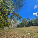 Tanah Kampung Kuala Pilah Negeri Sembilan