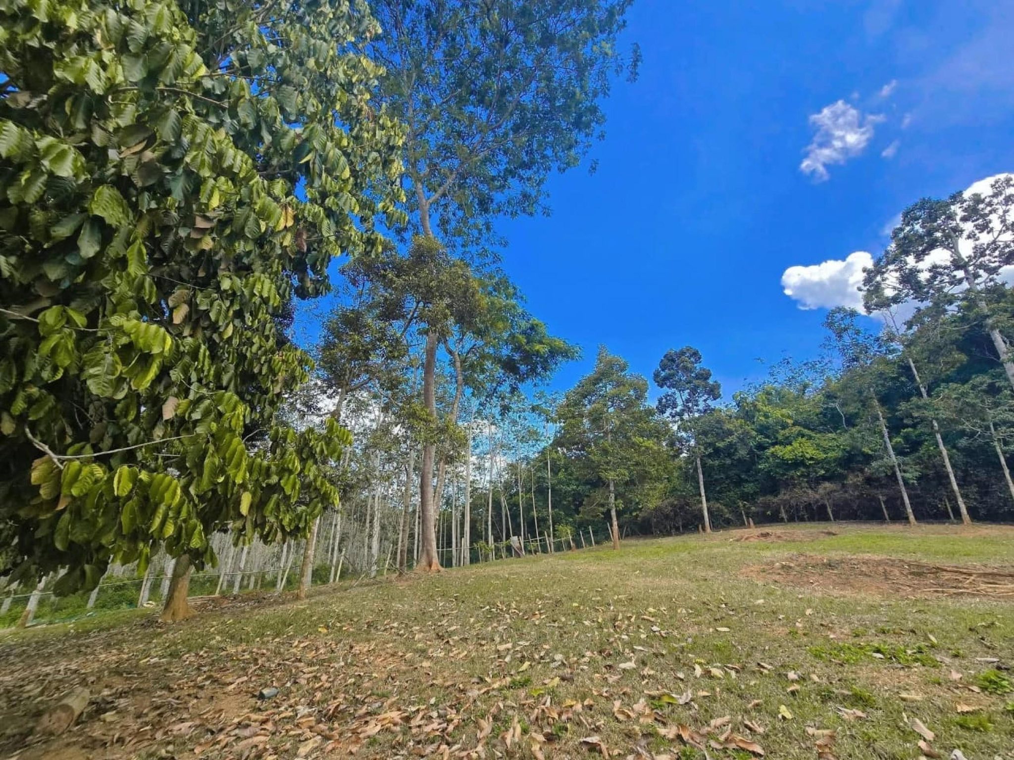Tanah Kampung Kuala Pilah Negeri Sembilan