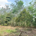 Agriculture Land Kepis Kuala Pilah