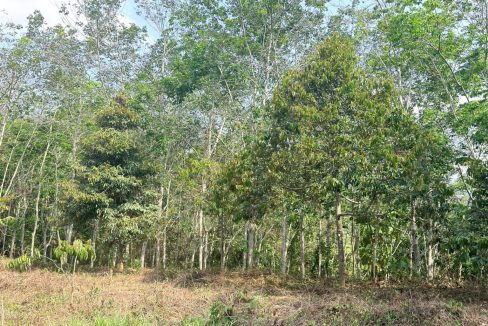 Agriculture Land Kepis Kuala Pilah