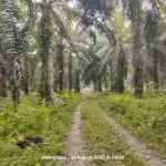 Kebun Sawit Sungai Sabun Triang Ilir Jelebu