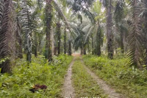 Kebun Sawit Sungai Sabun Triang Ilir Jelebu