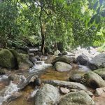 Tanah dusun Sauk Perak