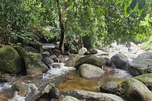 Tanah dusun Sauk Perak