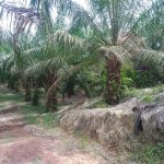 Tanah Sawit Segamat Johor