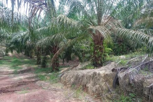 Tanah Sawit Segamat Johor