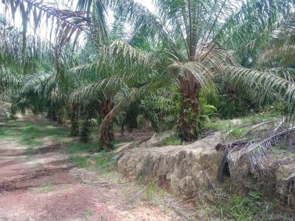 Tanah Sawit Segamat Johor