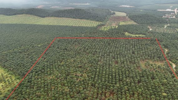 Development Land Padang Serai